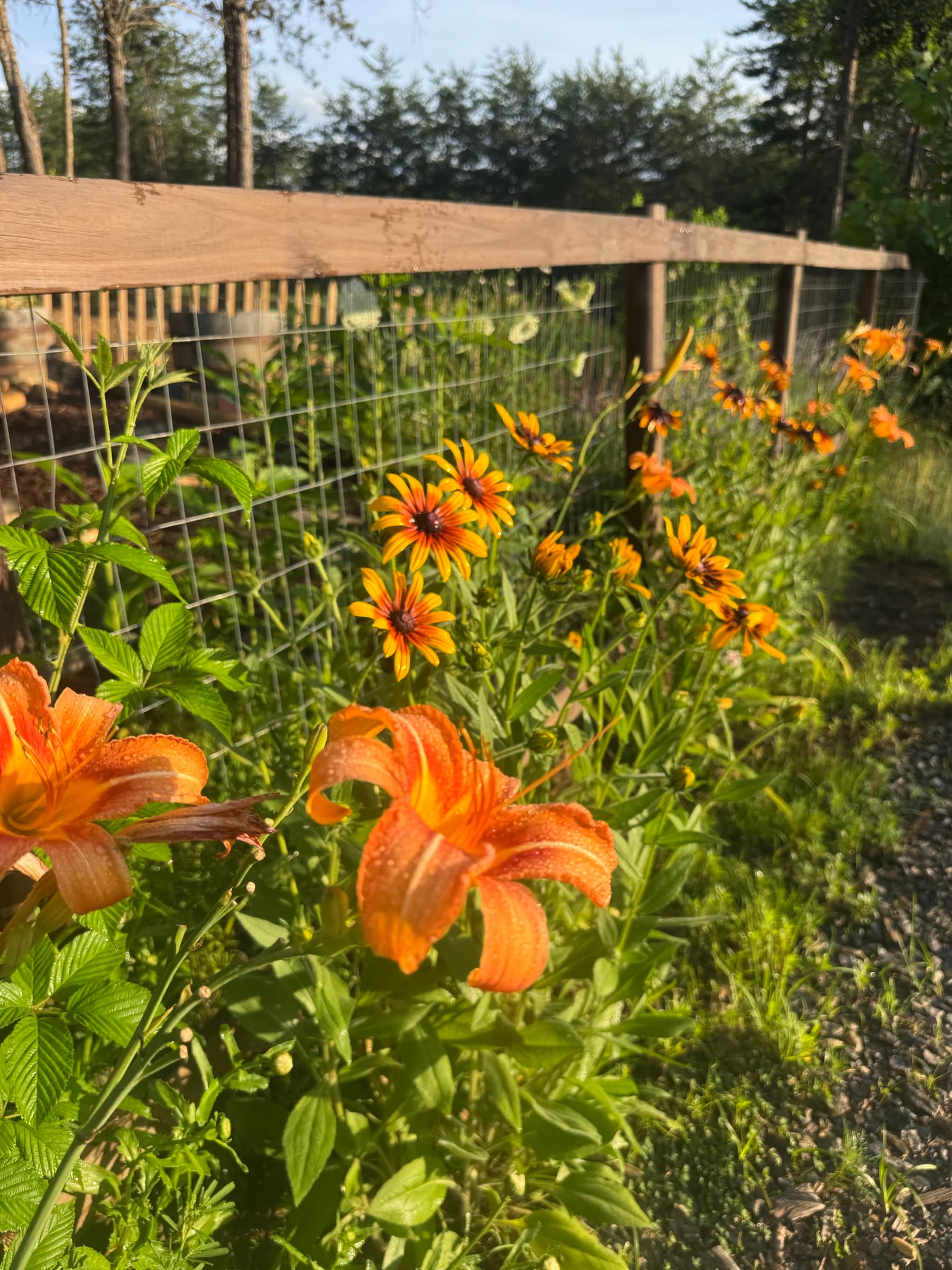 Bright orange daylilies and yellow flowers along a garden fence